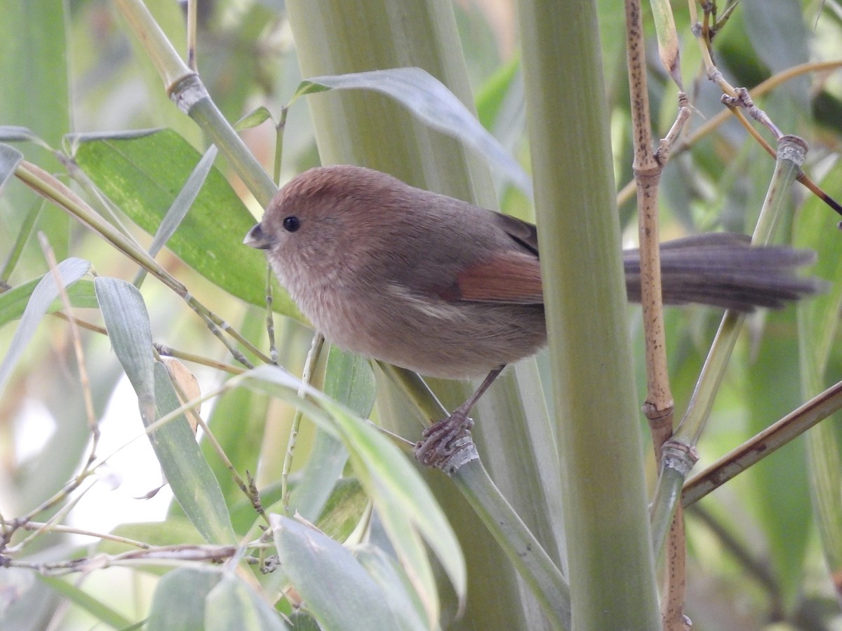 Vinous-throated Parrotbill - ML646436743
