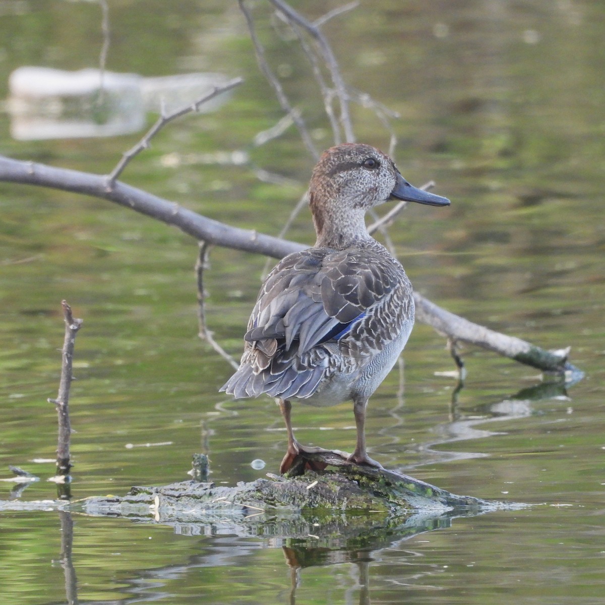 Green-winged Teal - ML646436744