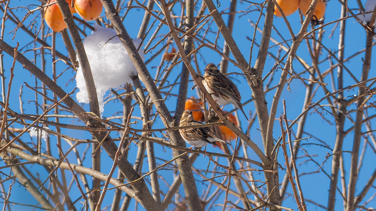 Rustic Bunting - ML646436745