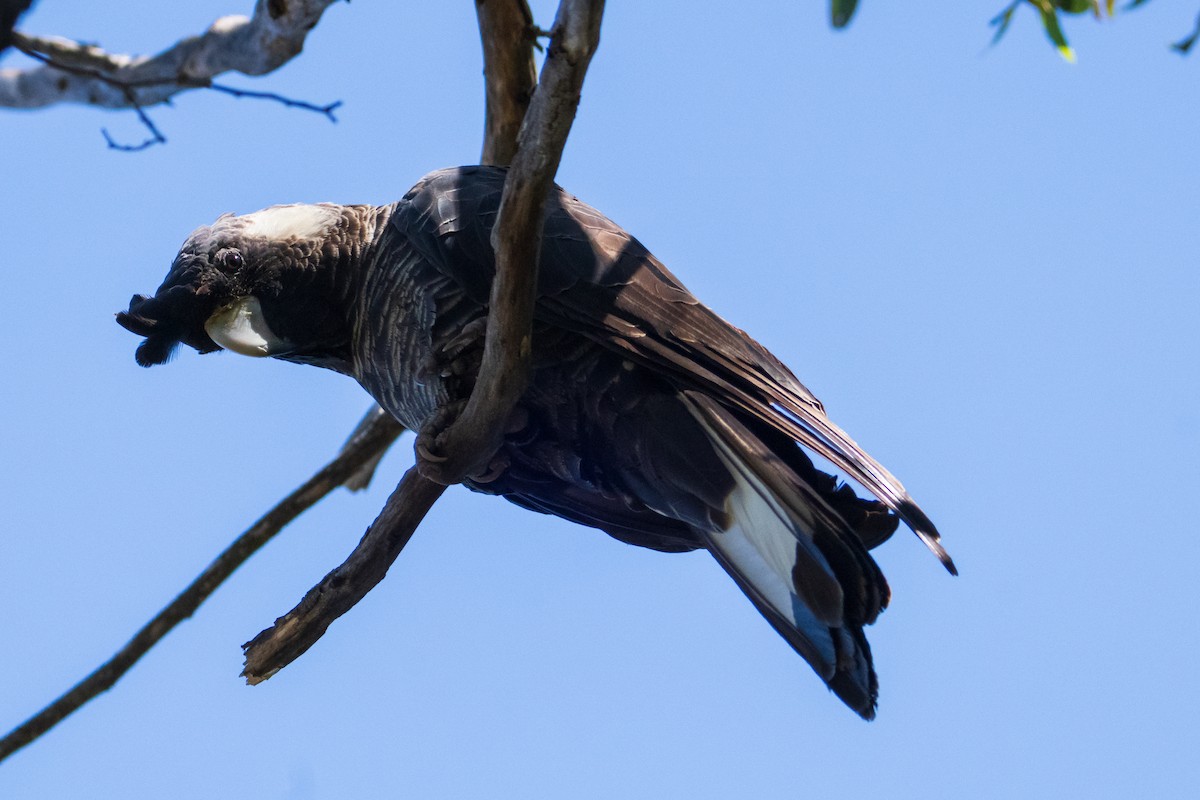 Carnaby's Black-Cockatoo - ML646436747