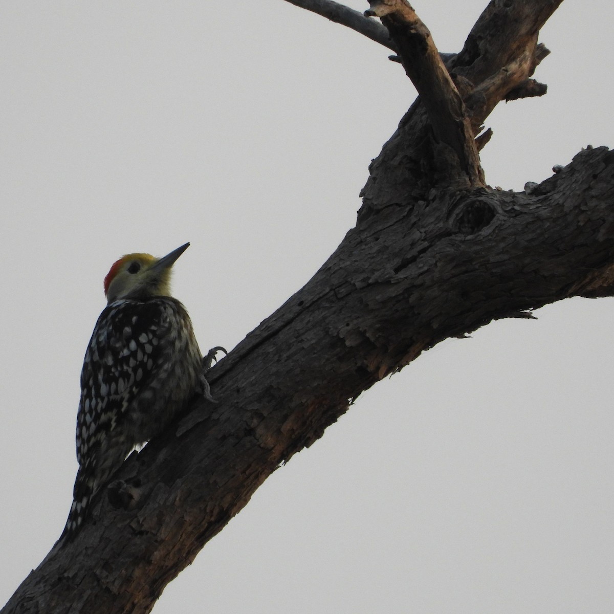 Yellow-crowned Woodpecker - ML646436748