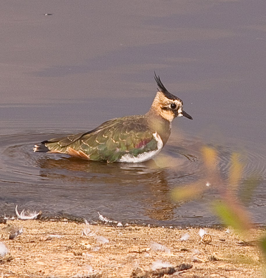 Northern Lapwing - ML646436750