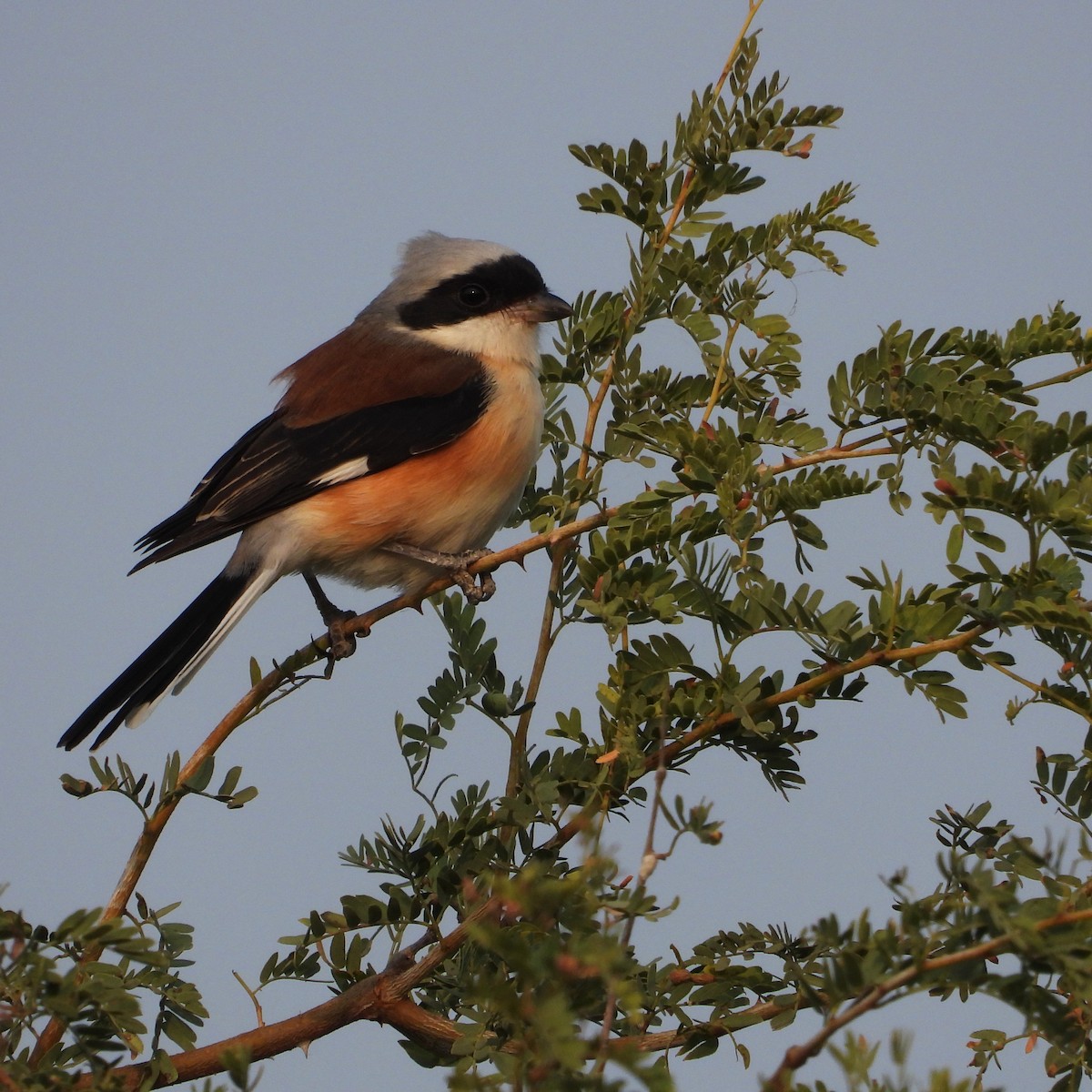 Bay-backed Shrike - ML646436751