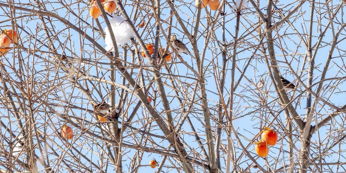 Rustic Bunting - ML646436753