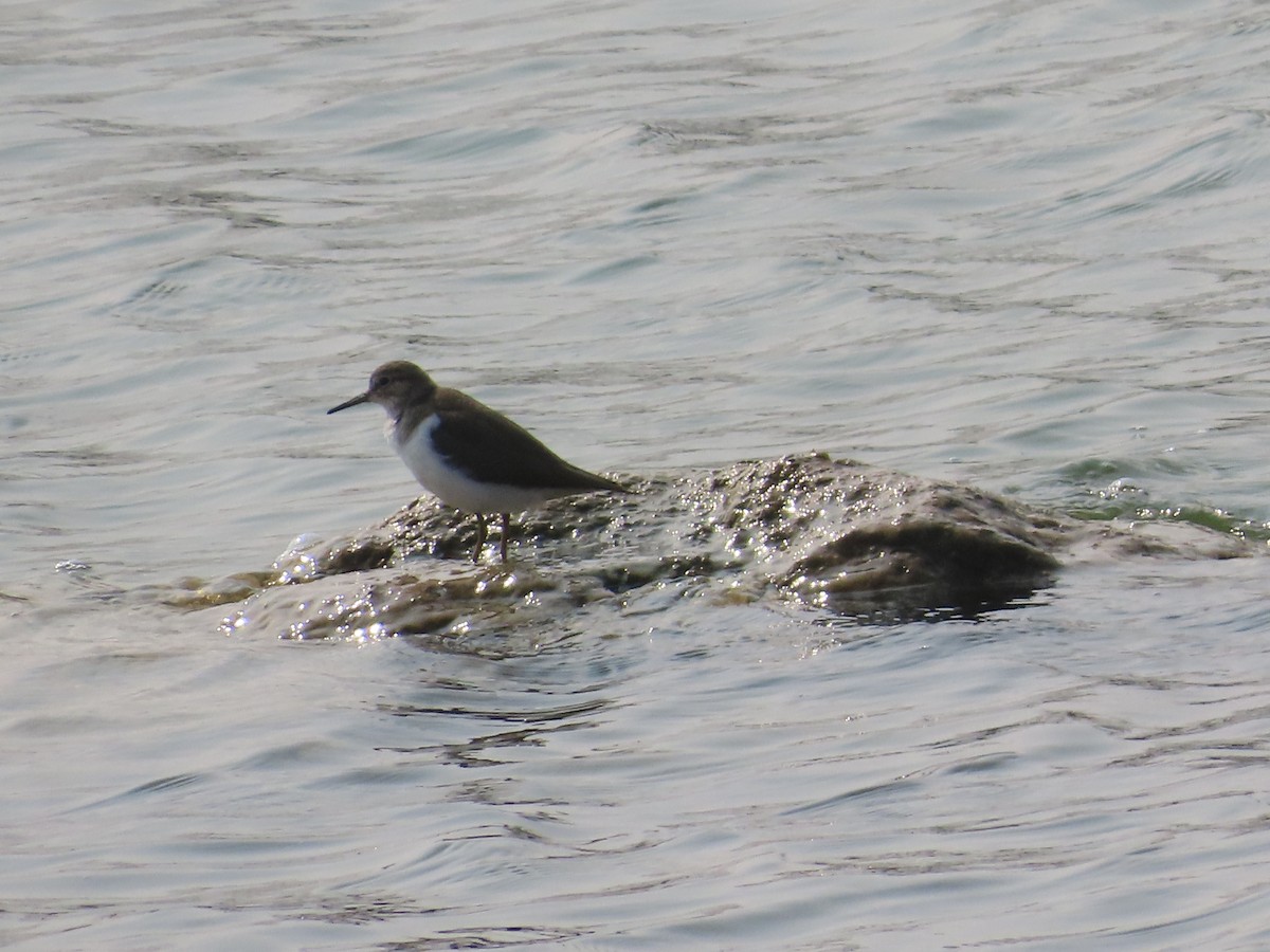 Common Sandpiper - ML646436754
