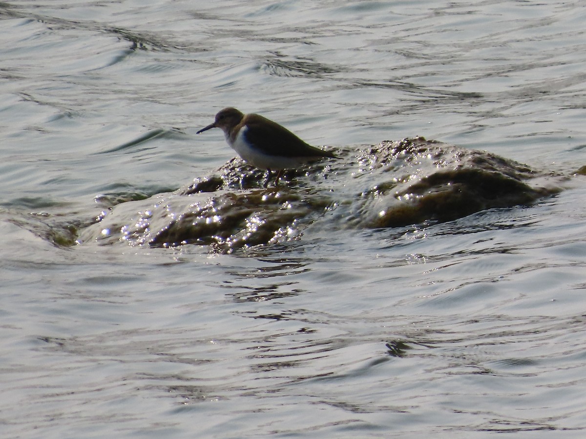Common Sandpiper - ML646436755