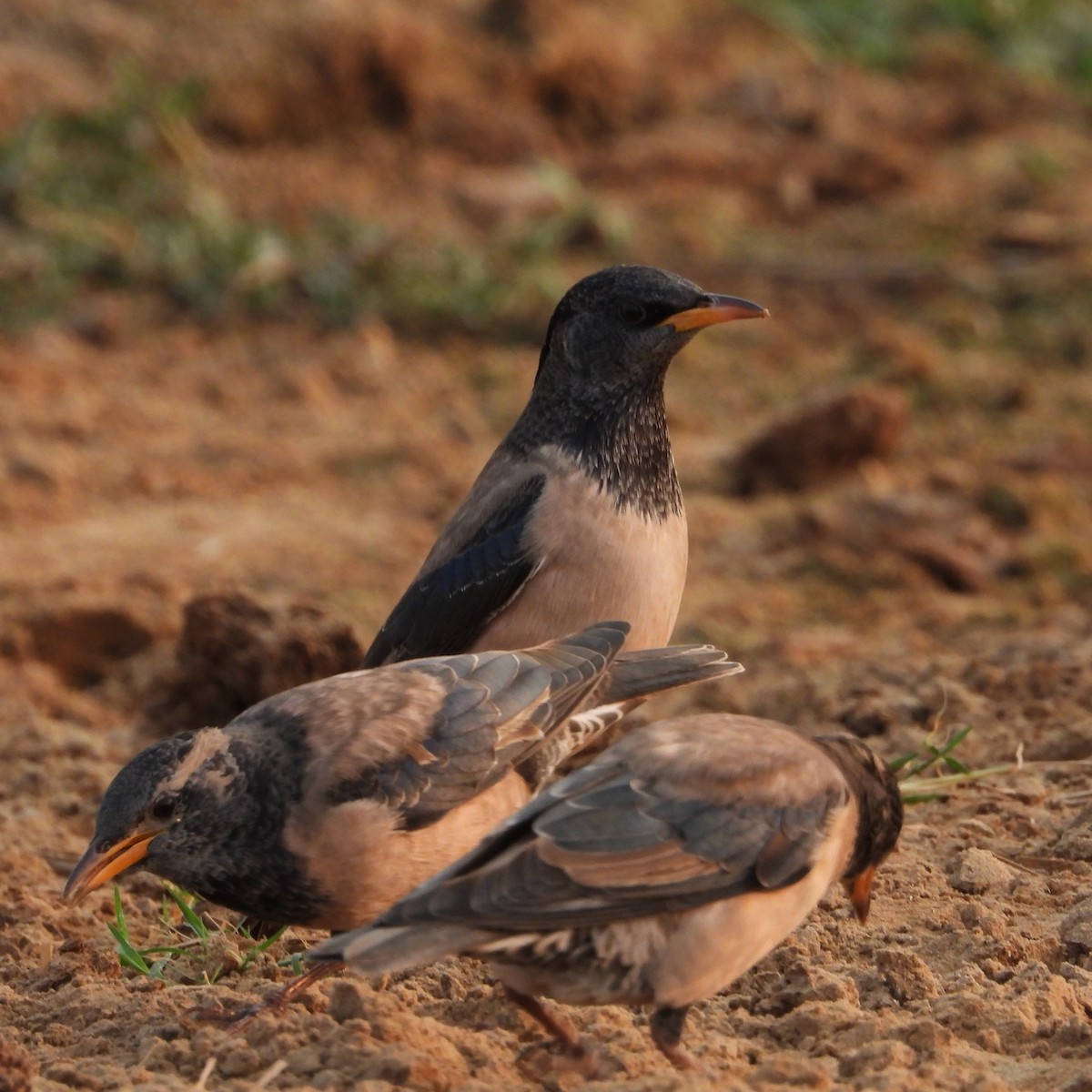 Rosy Starling - ML646436757