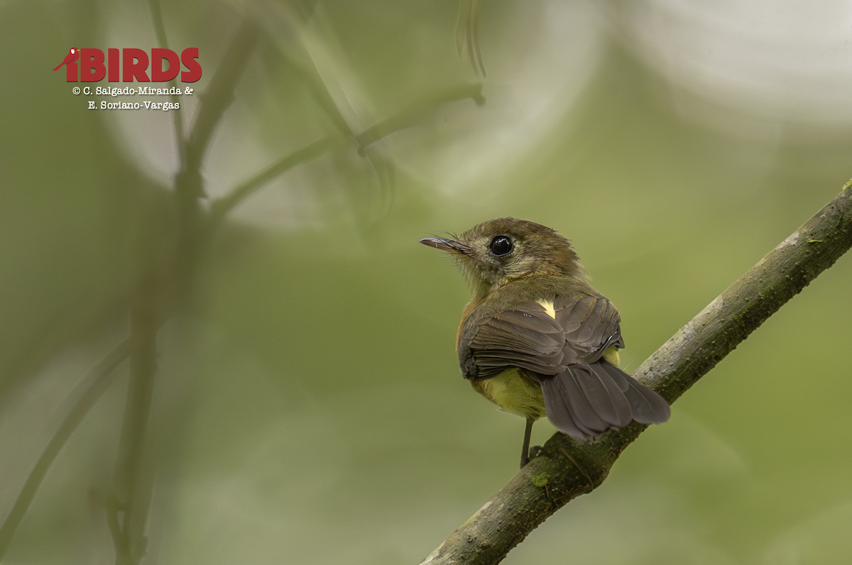 tyranovec sírovokostřecový - ML646436758