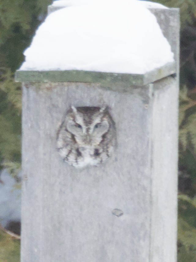 Eastern Screech-Owl - ML646436759