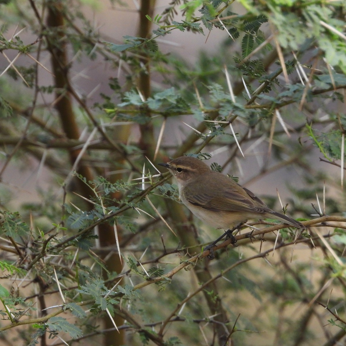 Common Chiffchaff - ML646436761