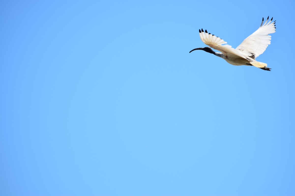 Australian Ibis - ML646436763