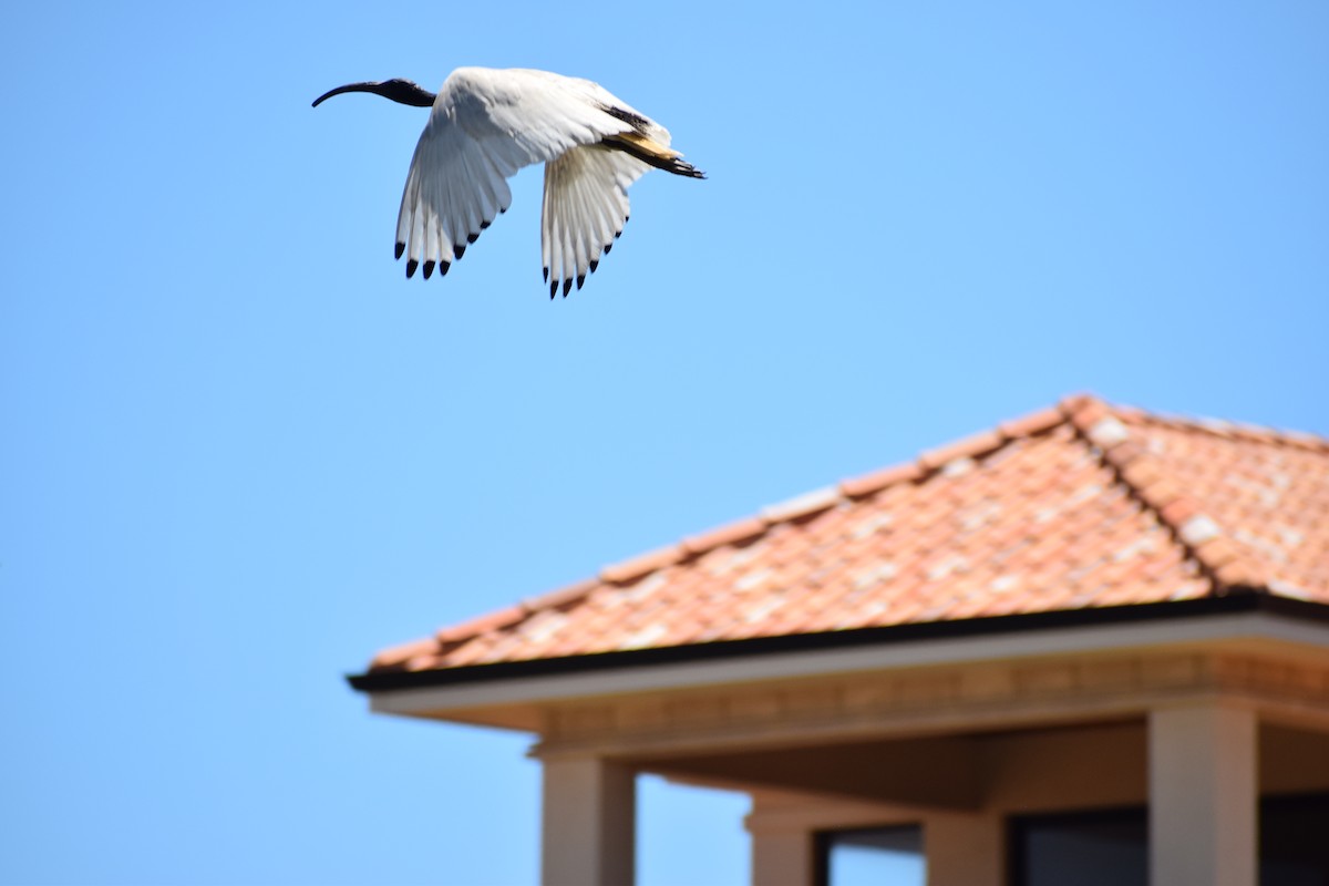 Australian Ibis - ML646436764