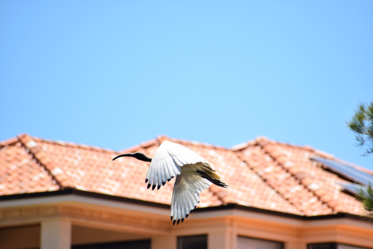 Australian Ibis - ML646436765