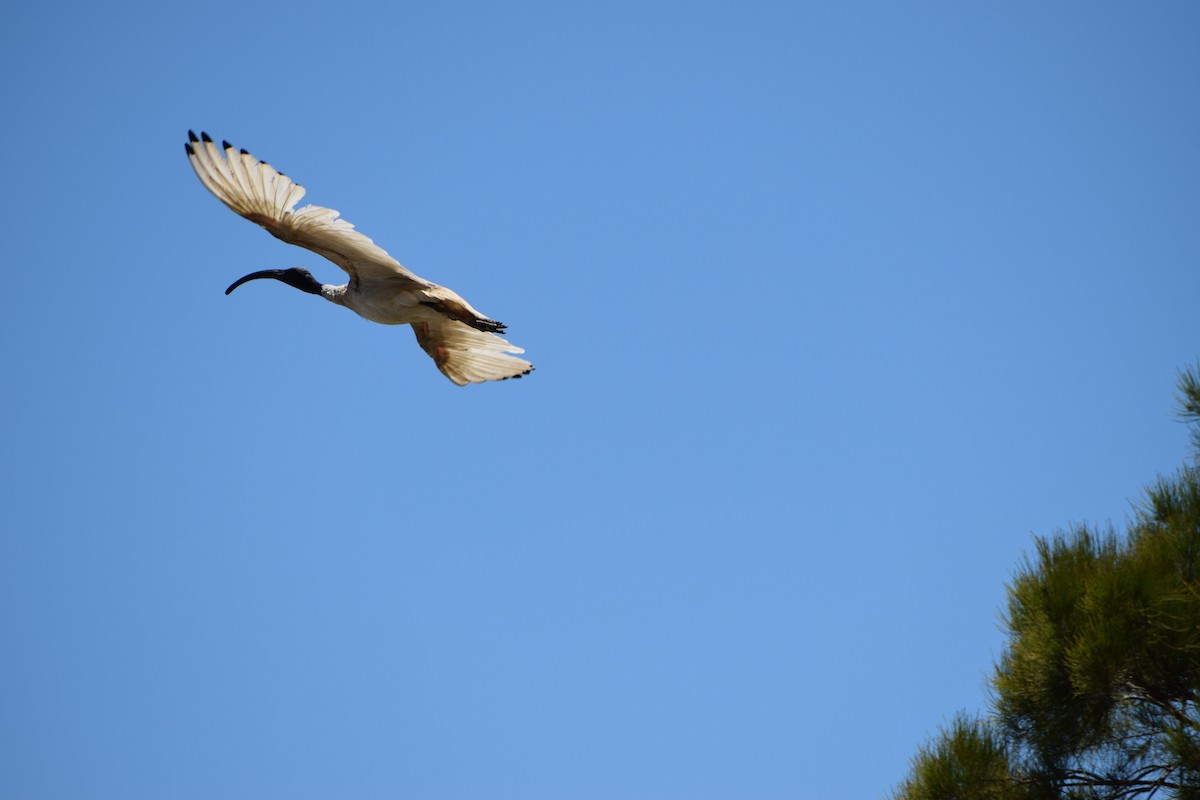 Australian Ibis - ML646436766