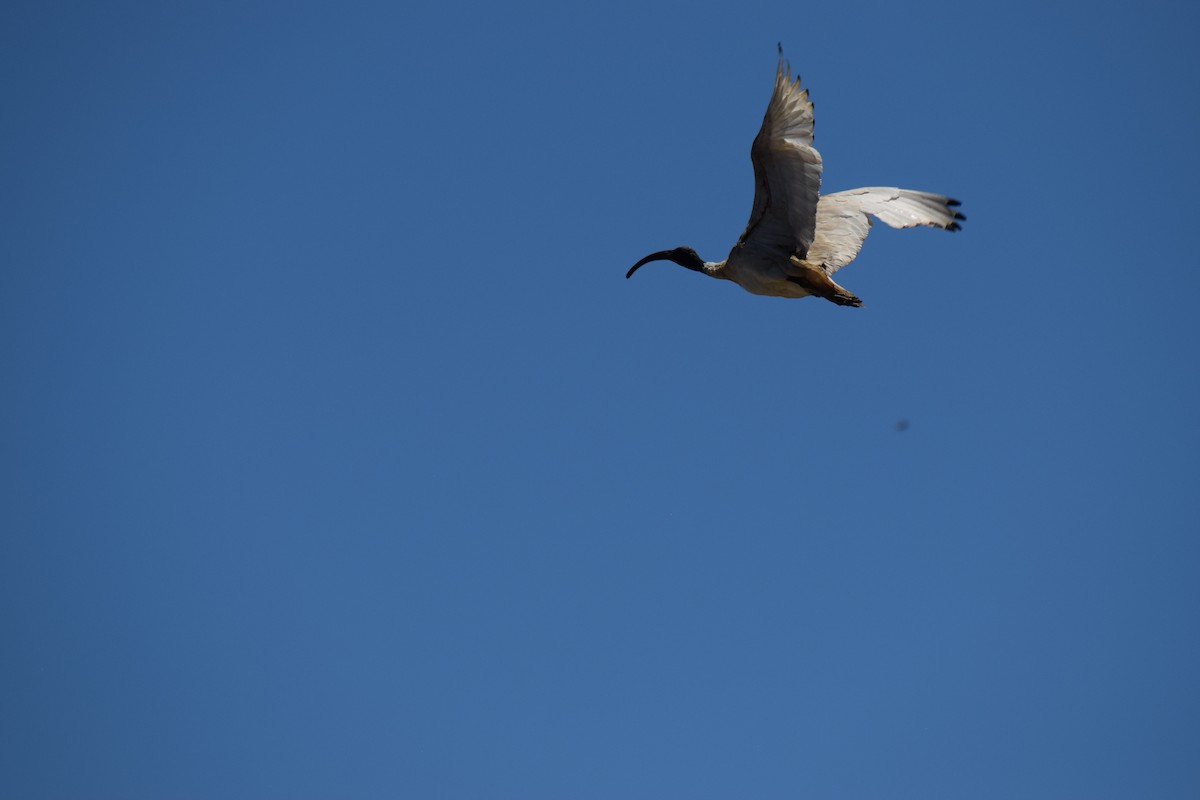 Australian Ibis - ML646436767