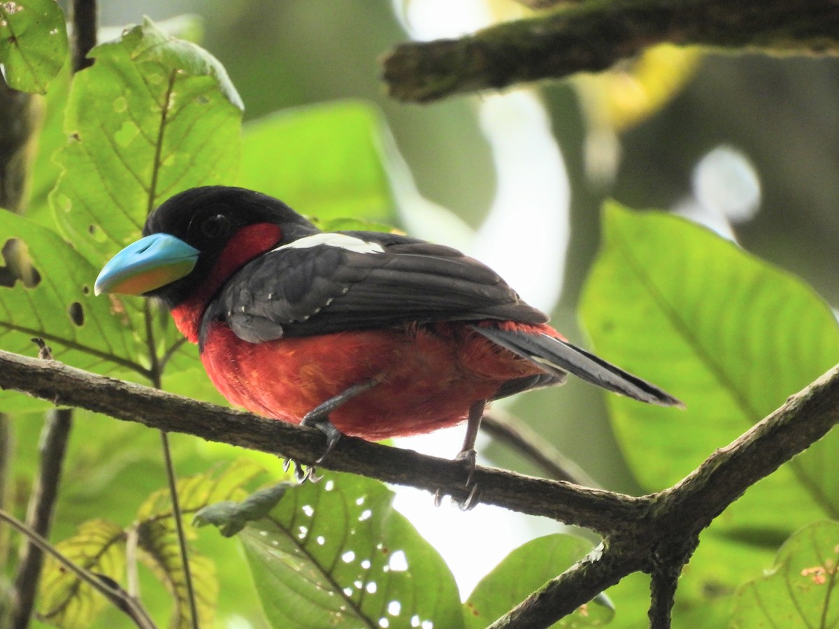 Black-and-red Broadbill - ML646436769