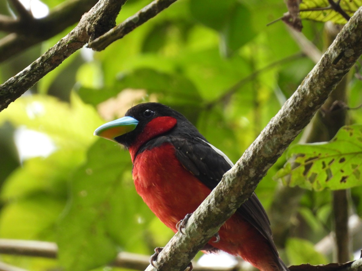 Black-and-red Broadbill - ML646436770