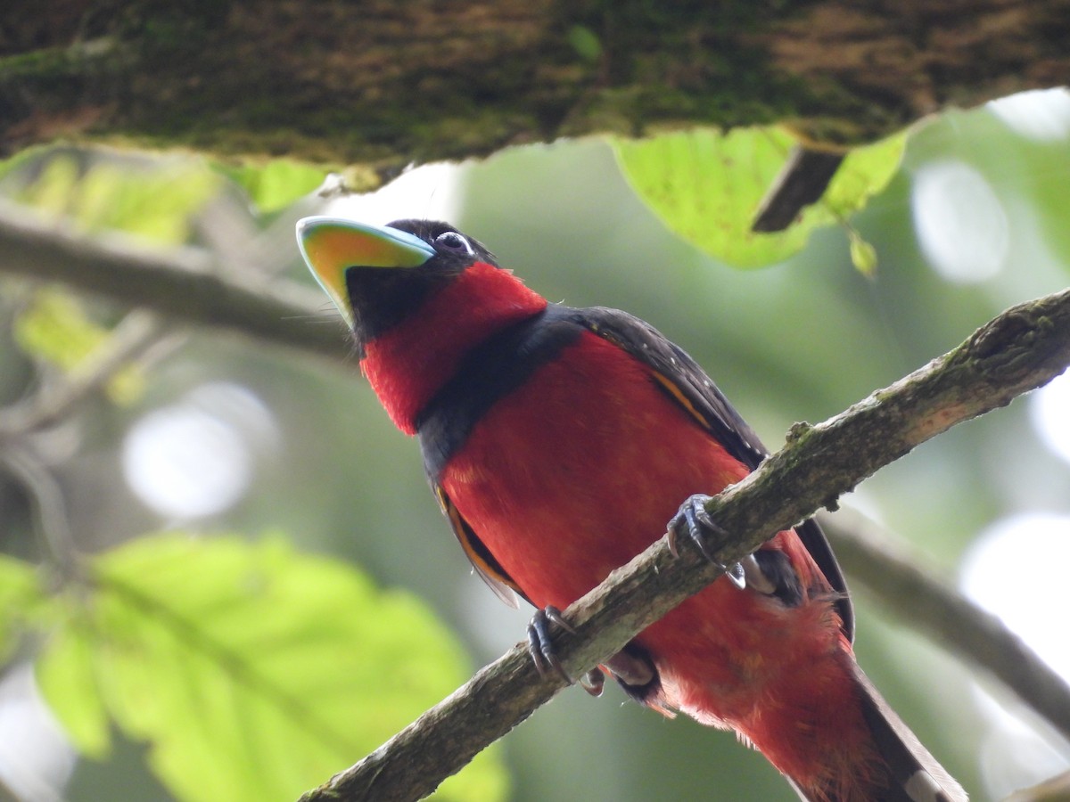 Black-and-red Broadbill - ML646436771