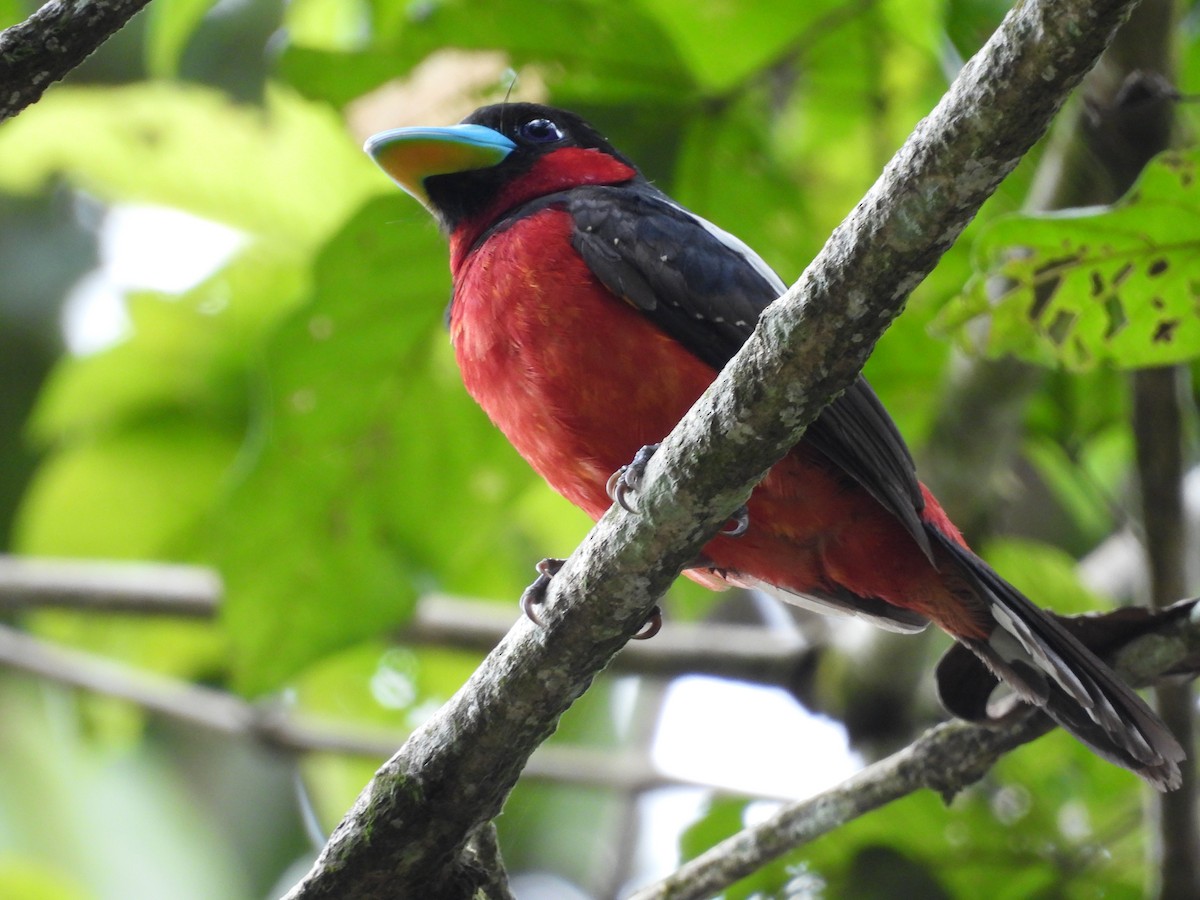 Black-and-red Broadbill - ML646436772