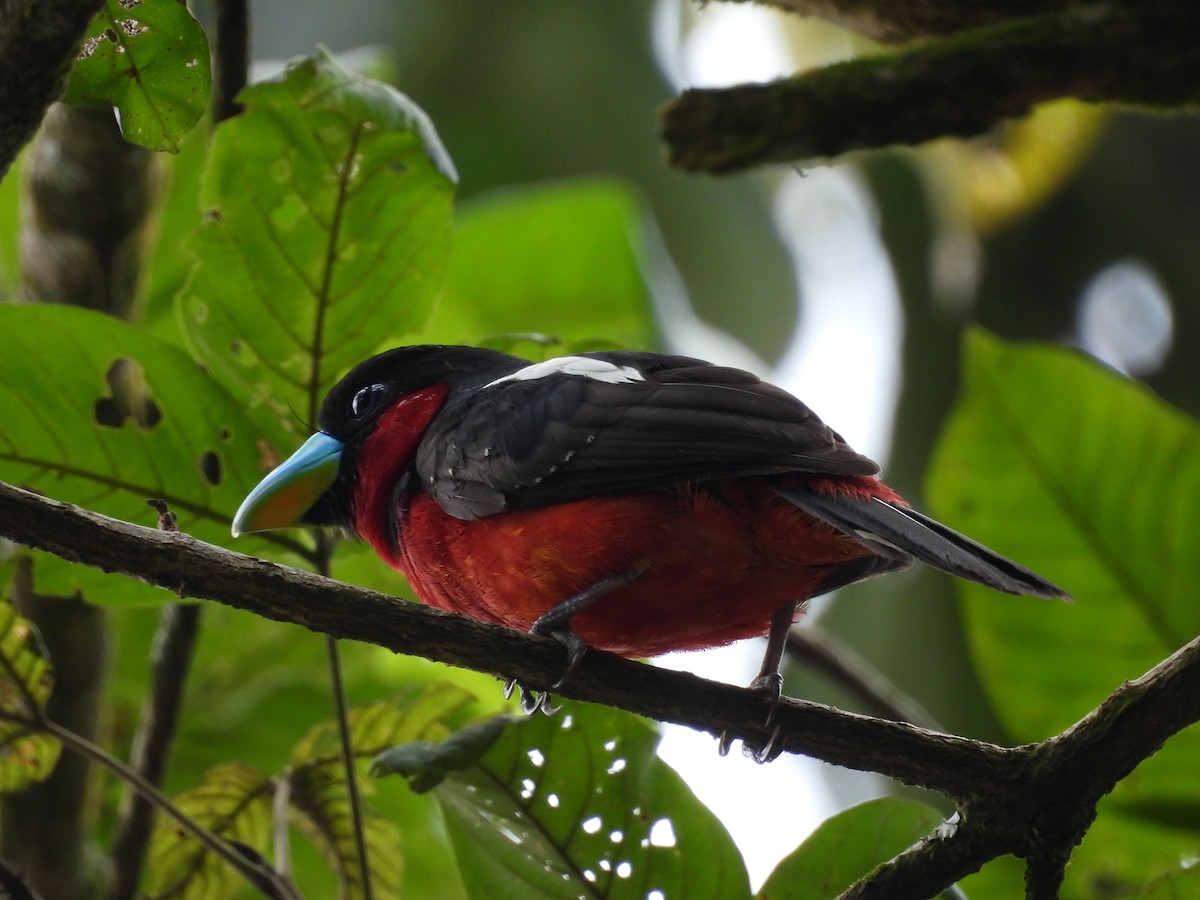Black-and-red Broadbill - ML646436773