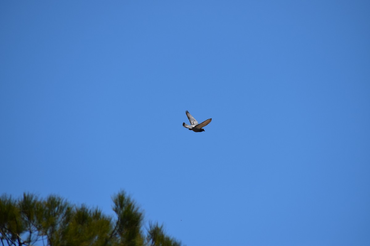 Rock Pigeon (Feral Pigeon) - ML646436774