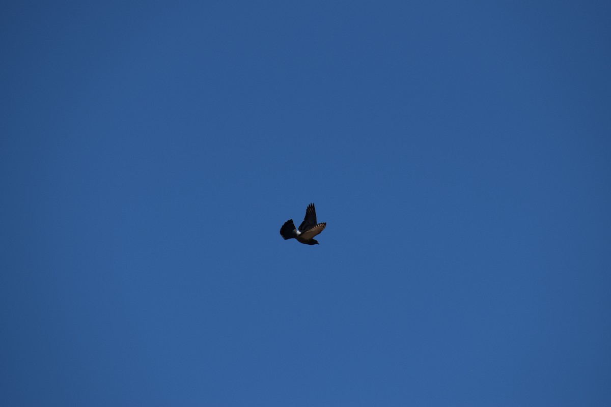 Rock Pigeon (Feral Pigeon) - ML646436775