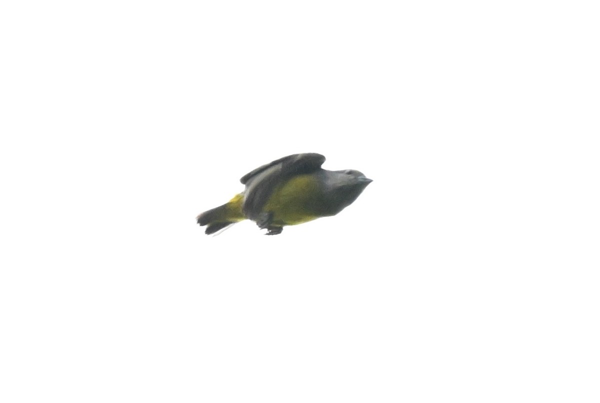 Plumbeous Euphonia - ML646436776