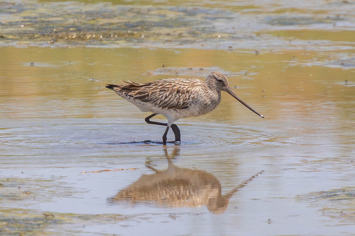 Kıyı Çamurçulluğu - ML646436777