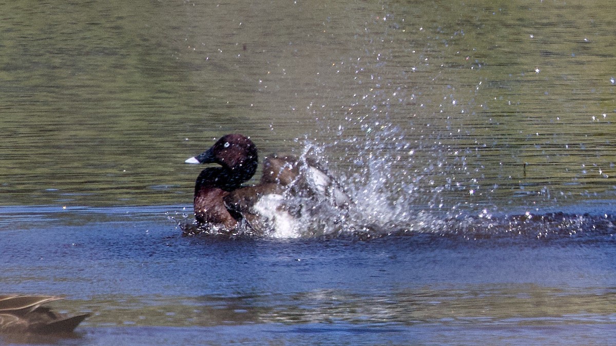 Tasmanmoorente - ML646436782