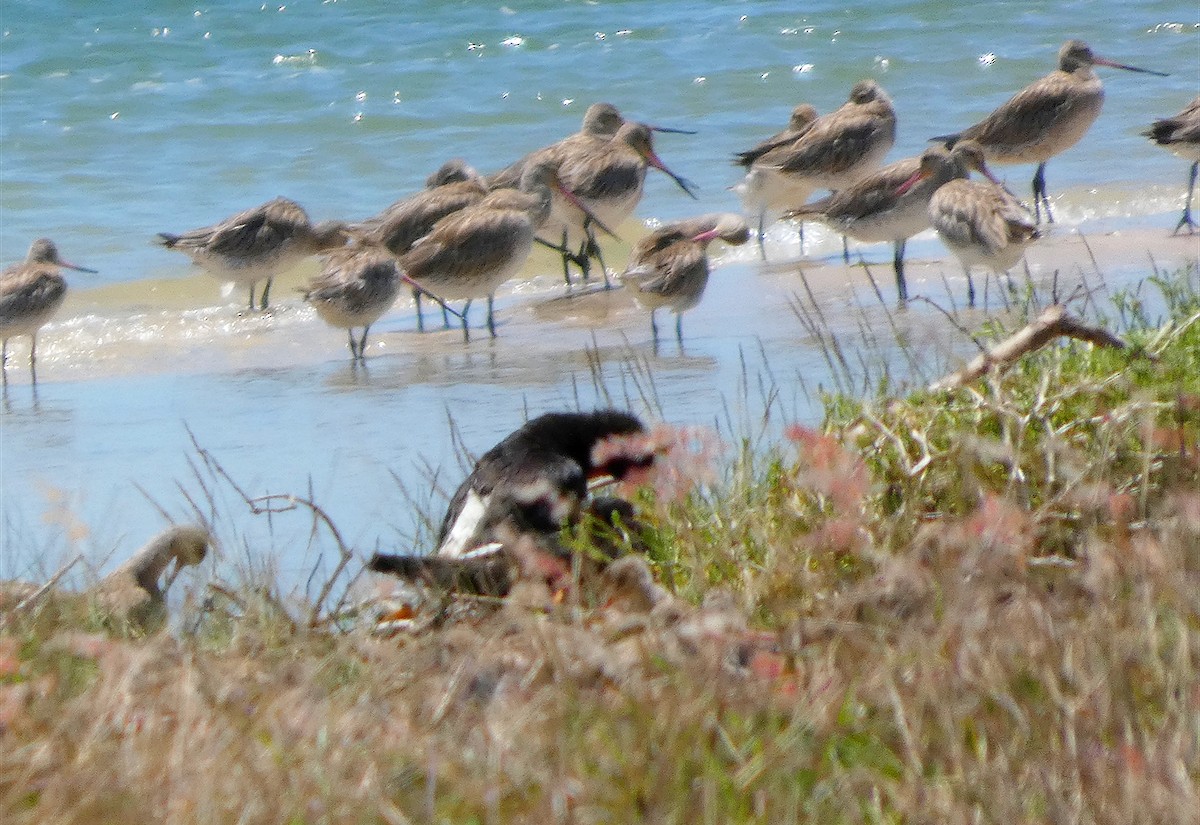 Pied Oystercatcher - ML646436783