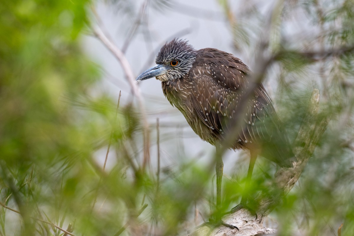 Yellow-crowned Night Heron - ML646436784