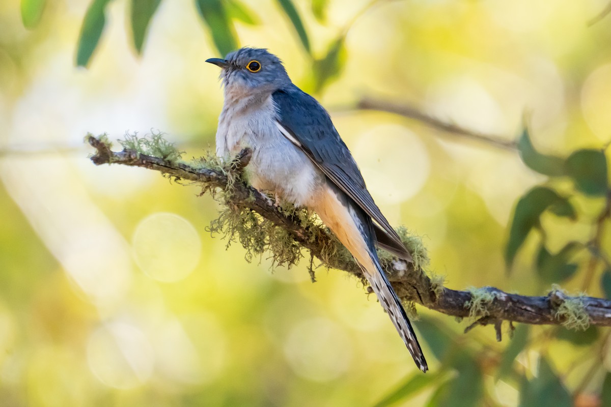 Fan-tailed Cuckoo - ML646436785