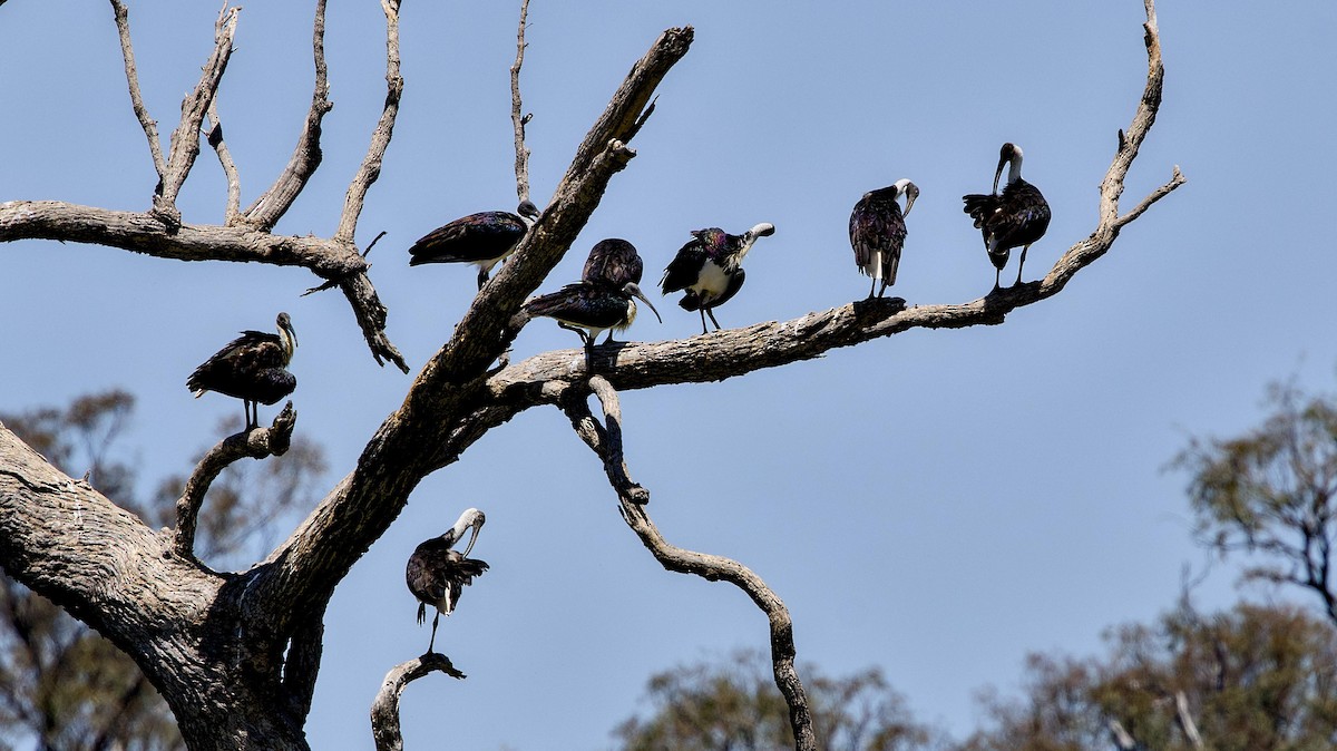 Straw-necked Ibis - ML646436786