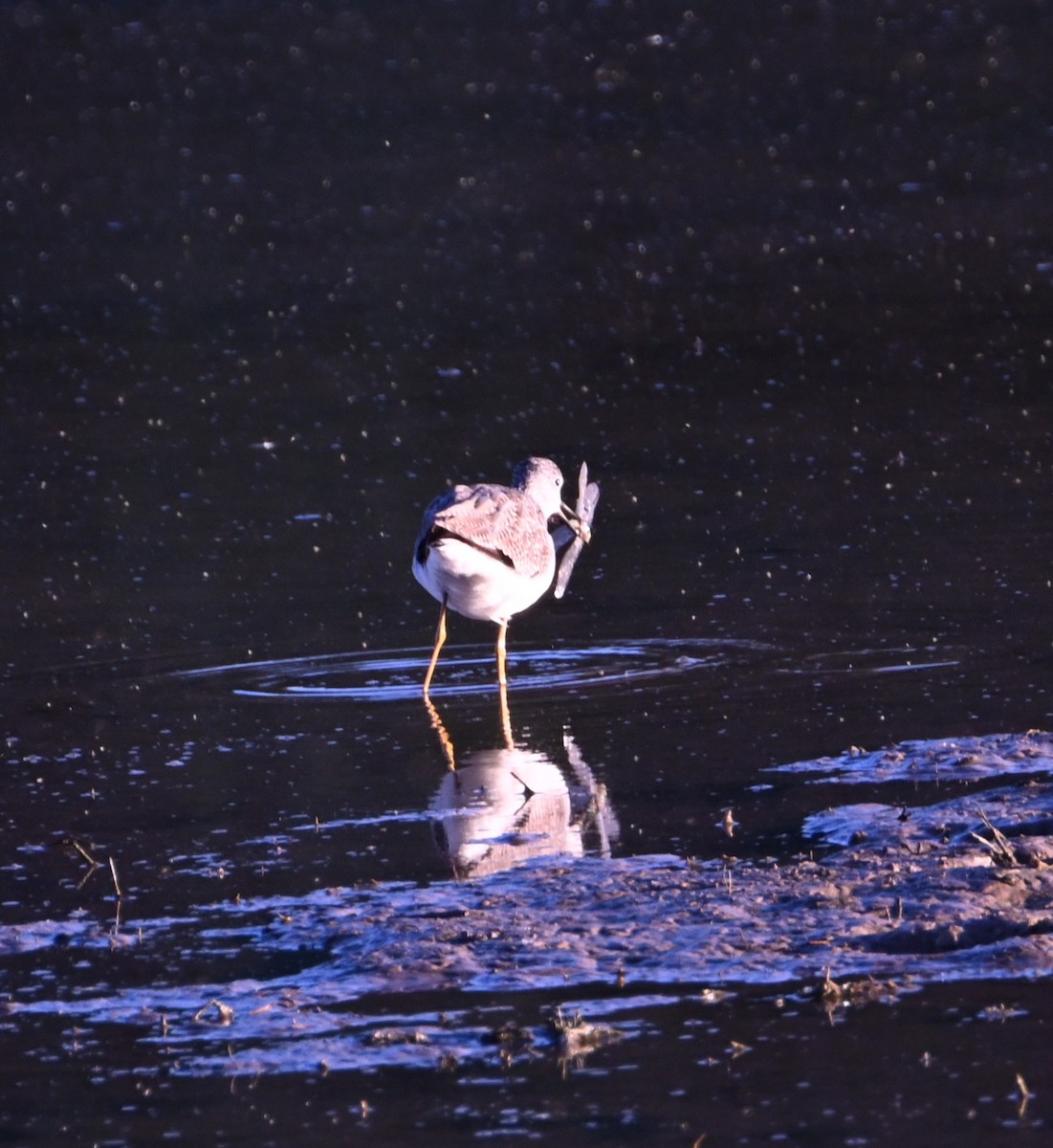Greater Yellowlegs - ML646436787