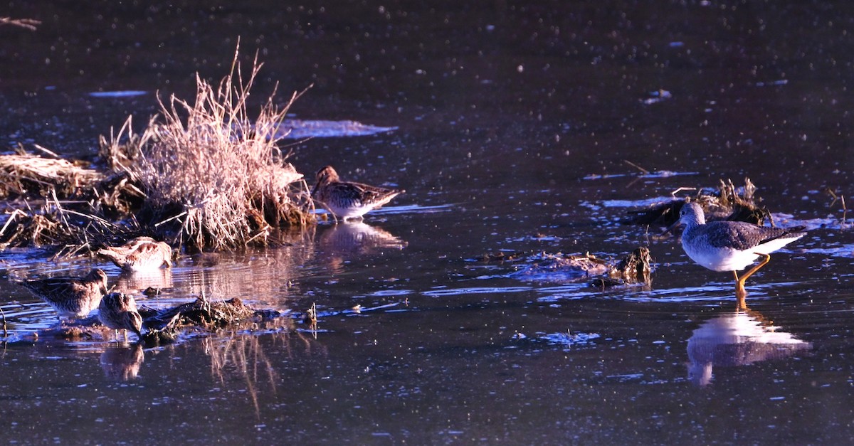 Greater Yellowlegs - ML646436788