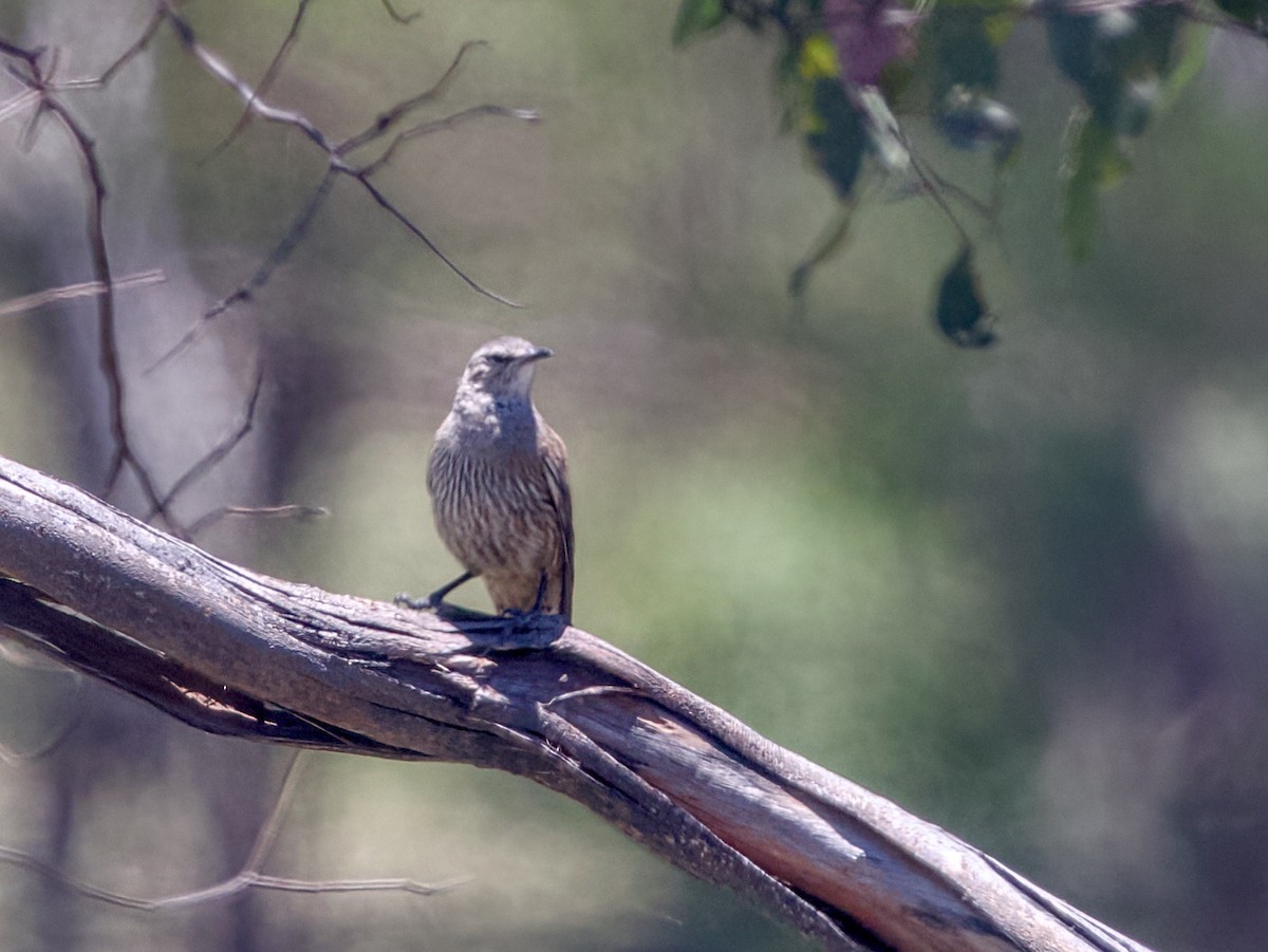 Brown Treecreeper - ML646436790