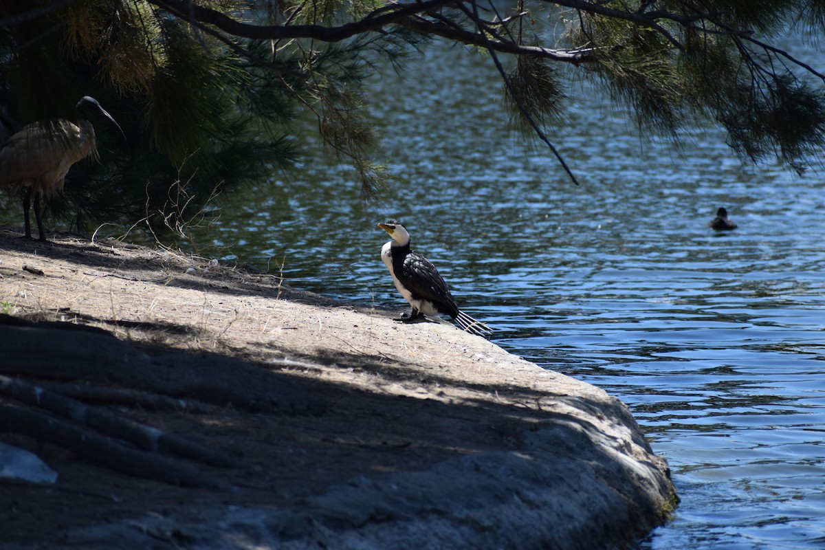 Little Pied Cormorant - ML646436793