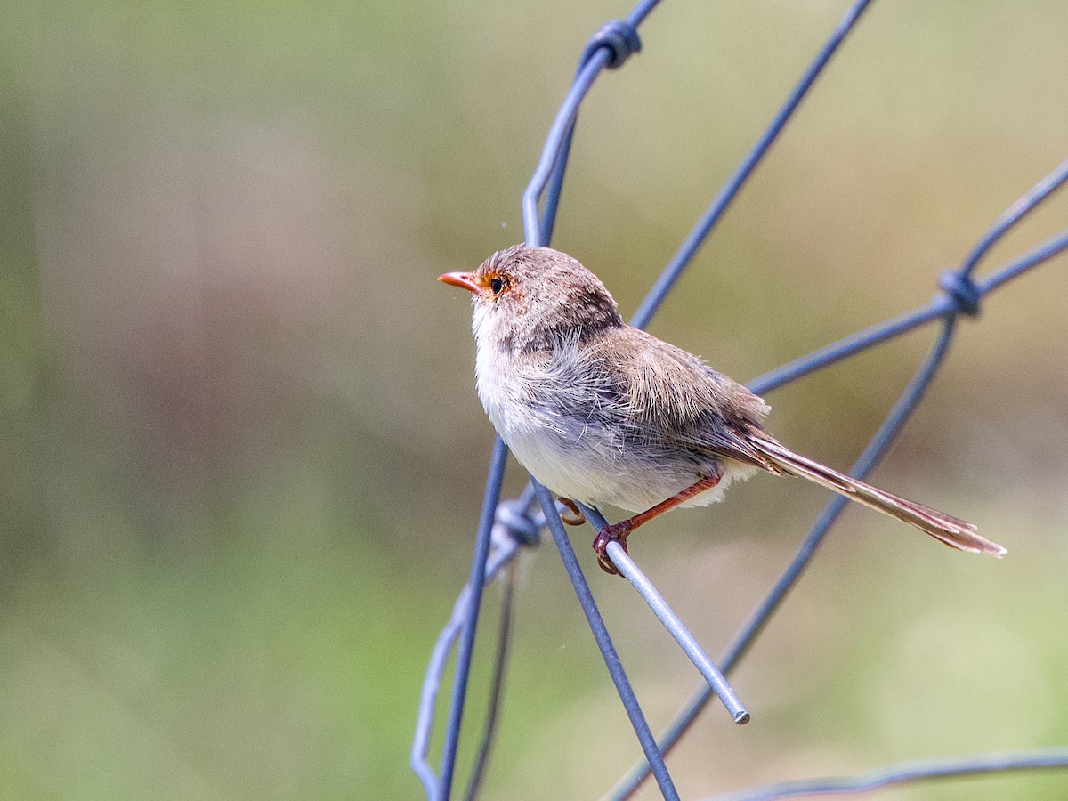 Superb Fairywren - ML646436794