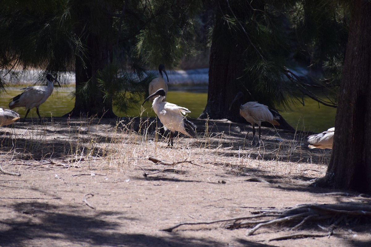 Australian Ibis - ML646436796