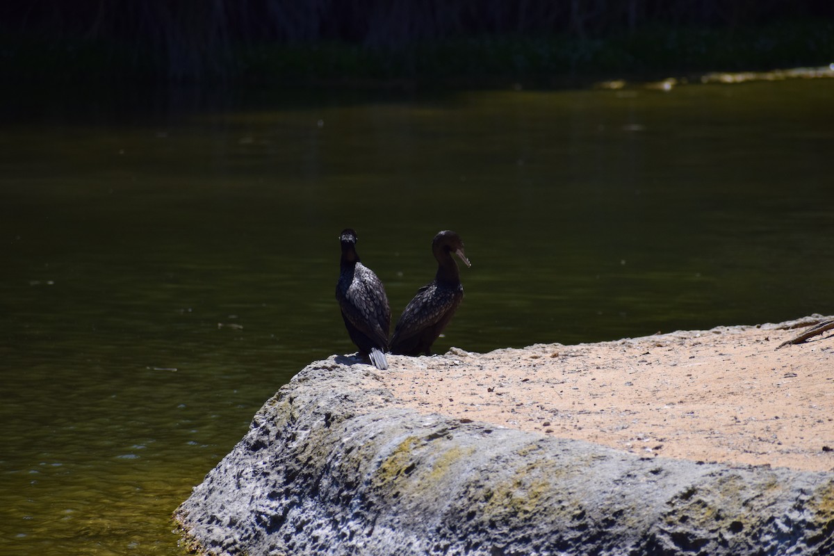 Little Black Cormorant - ML646436800