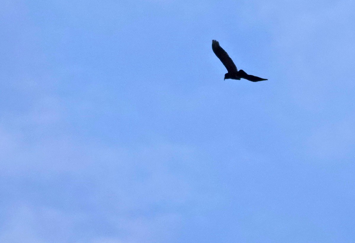 Нестор білоголовий - ML646436802