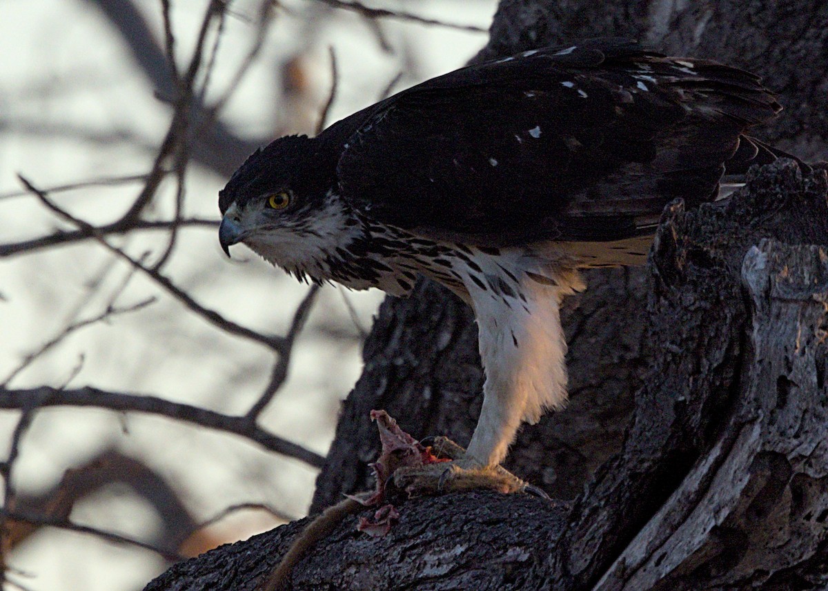 עיט ניצי אפריקני - ML646436803
