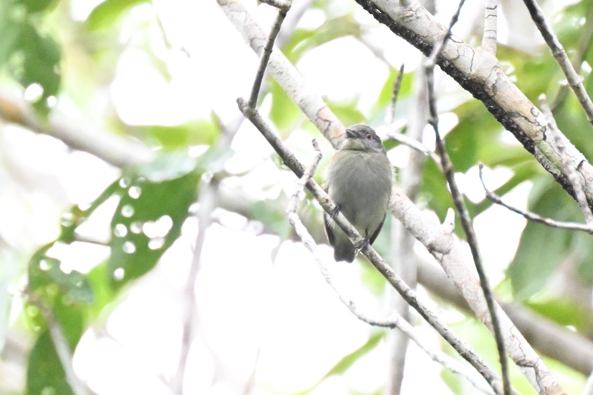 White-crowned Manakin (Guianan) - ML646436804