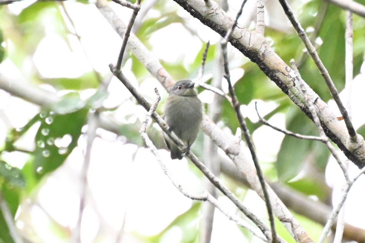 White-crowned Manakin (Guianan) - ML646436805