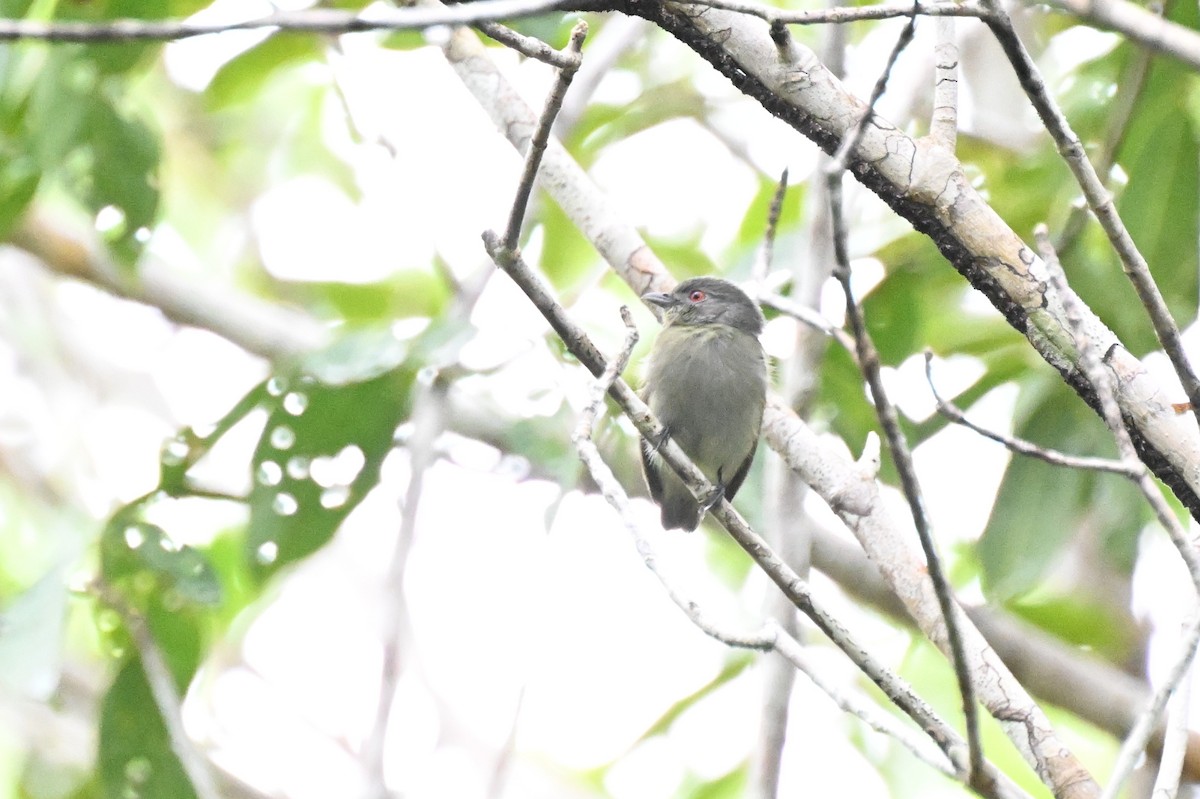 White-crowned Manakin (Guianan) - ML646436806