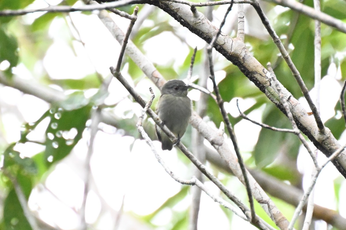 White-crowned Manakin (Guianan) - ML646436807