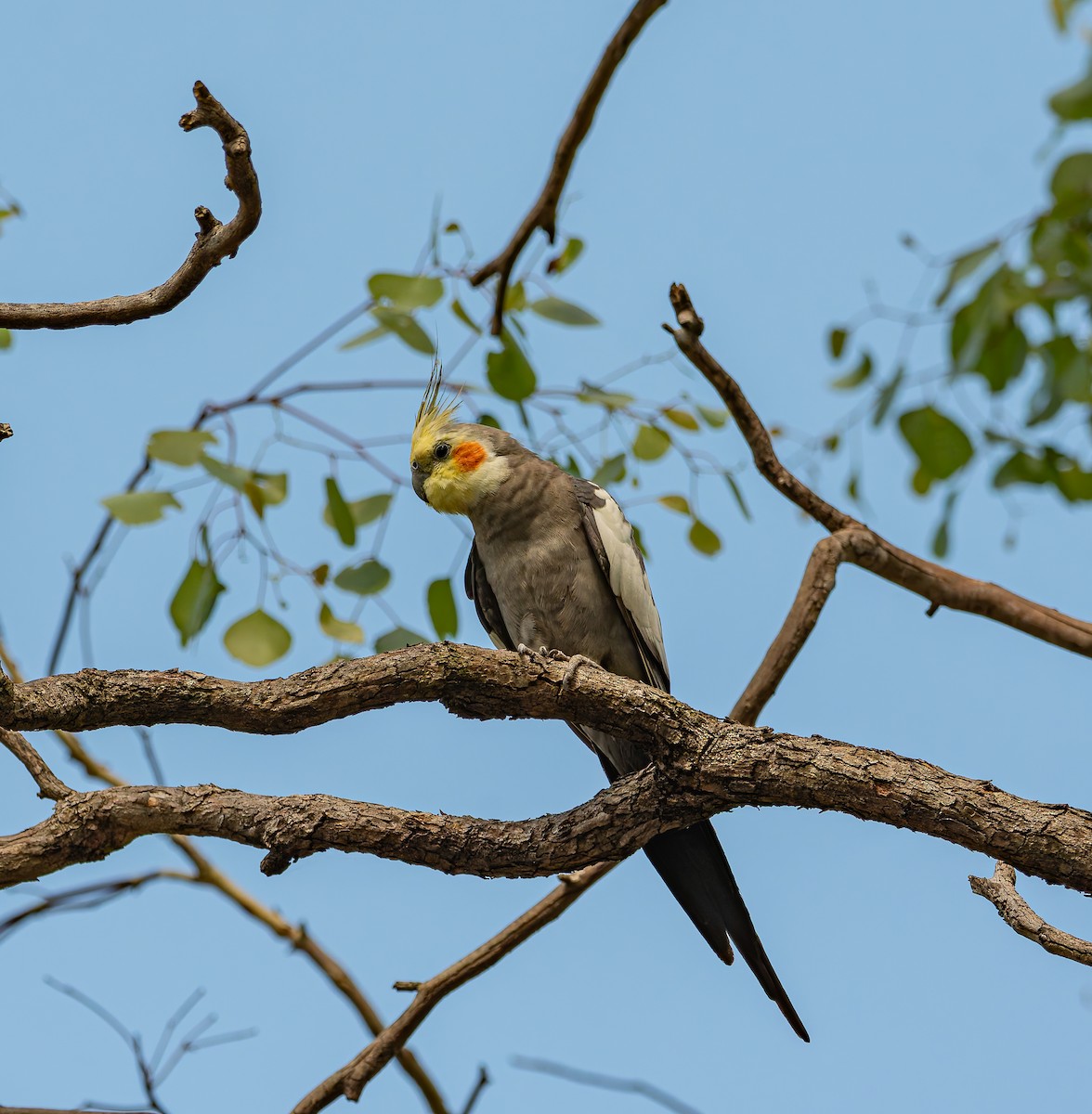 Cockatiel - ML646436809