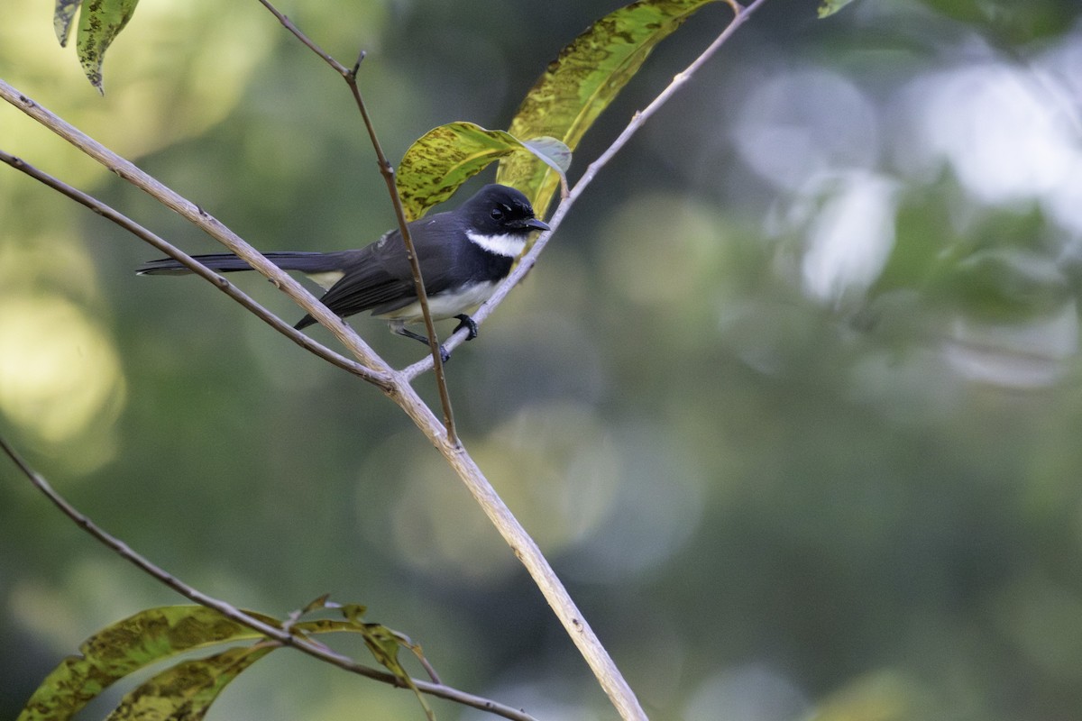 Malaysian Pied-Fantail - ML646436811