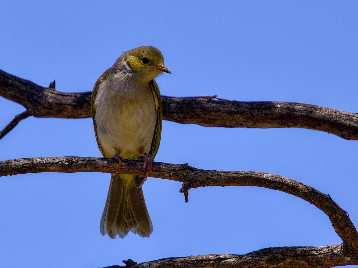 White-plumed Honeyeater - ML646436815