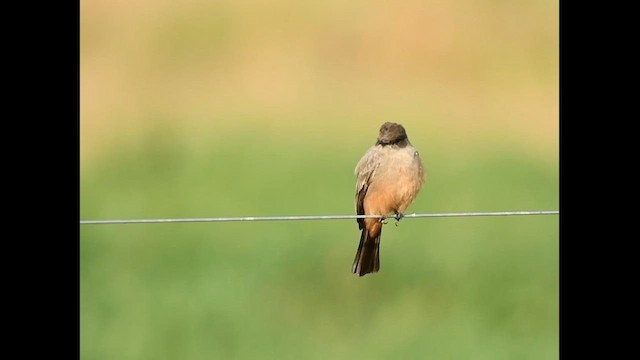 Say's Phoebe - ML646436817